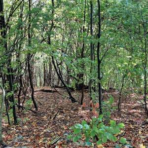 hradisko-na-vrchu-rochovica-rudinka_4_original