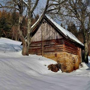 cervencovci-olesna_3_original