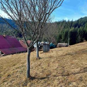 klin-olesna_25_original