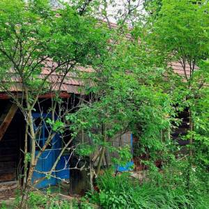 kopanica-rudinska_2_original