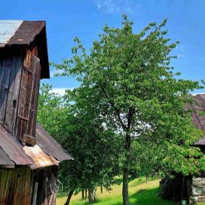 lazy-cadca_14_original