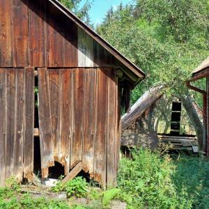 muchovci-korna_12_original