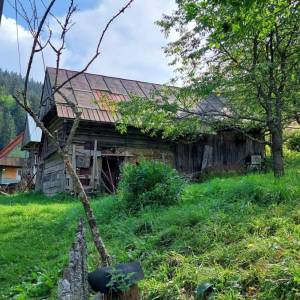 muchovci-korna_15_original