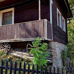 muchovci-korna_3_original