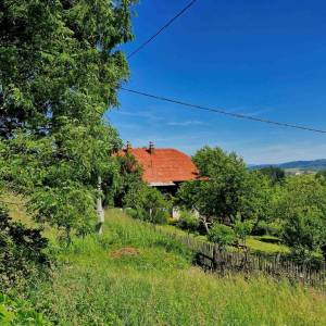 skrabakovci-rakova_17_original