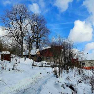 skulavikovci-olesna_4_original