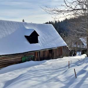 sulcovci-korna_2_original