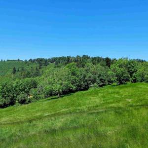 zadni-kubusovci-oscadnica_11_original
