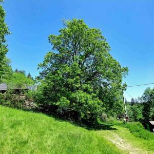 zadni-kubusovci-oscadnica_12_original