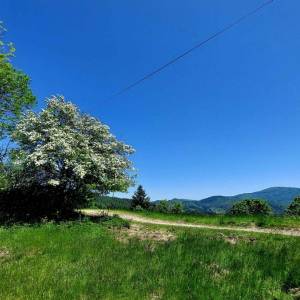 zadni-kubusovci-oscadnica_17_original